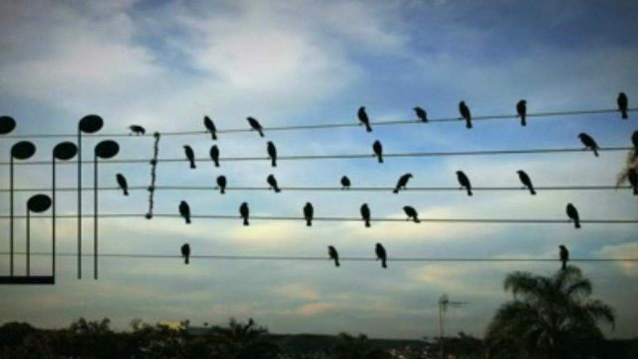 A man made a song using the exact location of these birds sitting on wires as musical notes