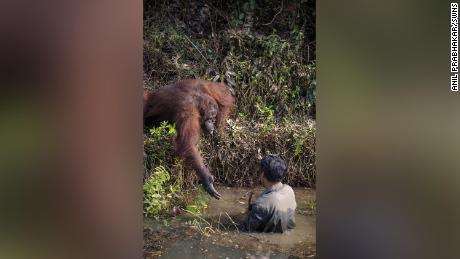 Photographs Emerge Of An Orangutan Trying To Help A Man Out Of Snake-Infested Waters In Borneo