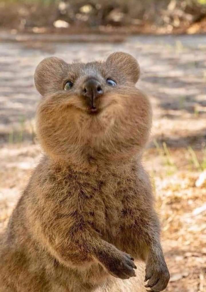 Adorable Pictures Showing That Quokkas Are the ‘World’s Happiest Animal’