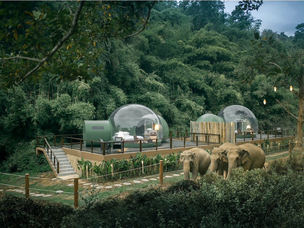 Sleep In These Jungle Bubbles And Wake Up To Beautiful View Of Elephants