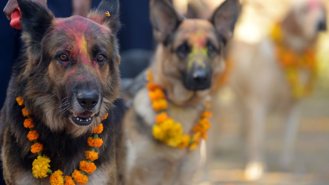 These Beautiful Festivals Celebrate Animals Rather Than Sacrifice Them