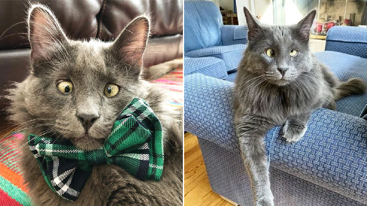 Meet Belarus- The Rescue Cat Who Blew The Internet With His Goofy Look