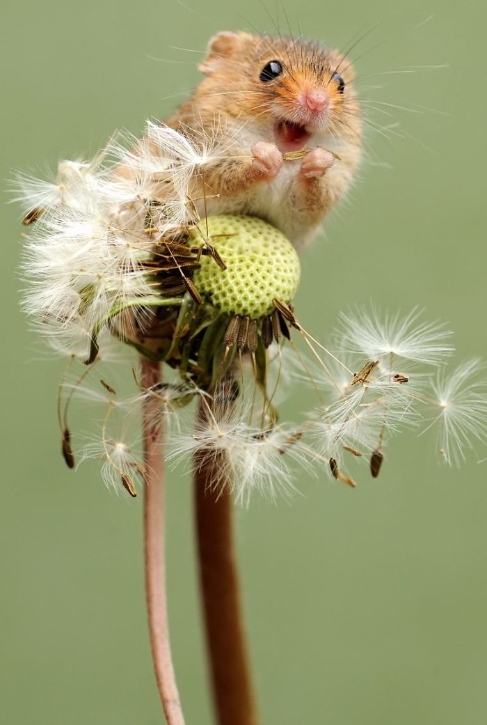 These Cute Photos Of Harvest Mice Enjoying Themselves In Nature Will Make You Go Awwww!