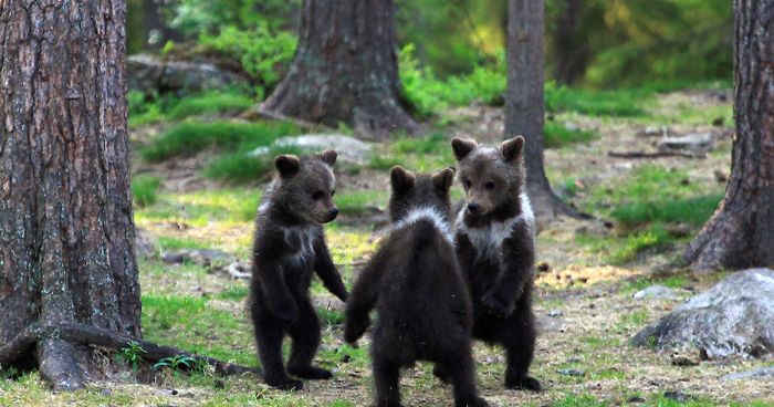 This Teacher Managed To Capture Dancing Baby Bears In The Wilderness Of Finnish Taiga