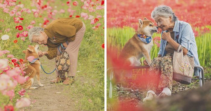 Have You Seen These Heart-Warming Pictures Of A Japanese Grandma And Her Shiba Inu?