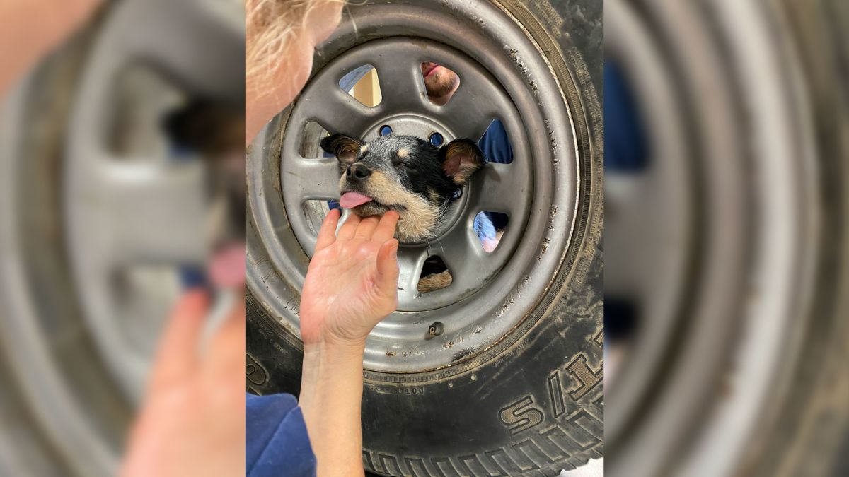 This Stuck Puppy Was Rescued By Animal Rescuers From The Metal Rim Cage Of A Tire
