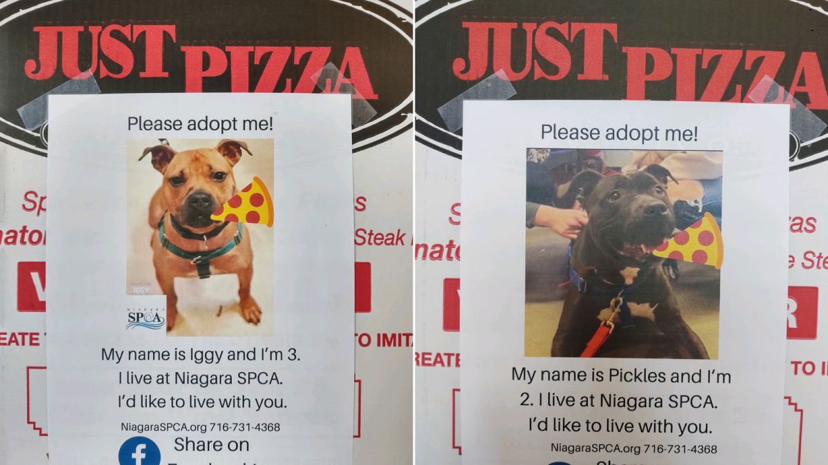 NY Pizza Shop Is Finding Homes For Dogs By Pasting Their Photos On The Pizza Boxes