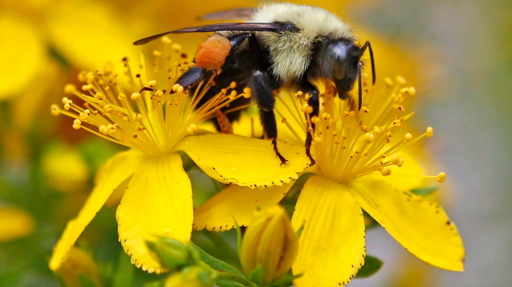Plant These Flowers To Protect the Bumblebees In Your Garden