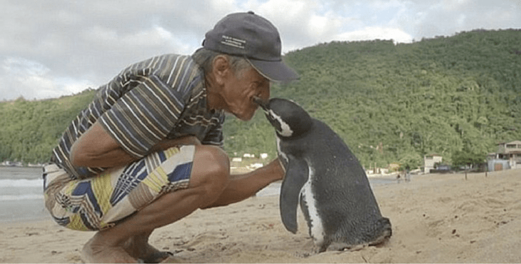 This Lovely Penguin Returns To The Brazilian Beaches Every Year To Meet Its Savior