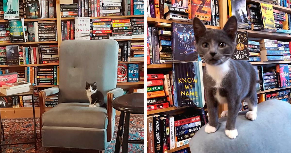 You Can Adopt Cats At Otis And Clementine’s Books And Coffee