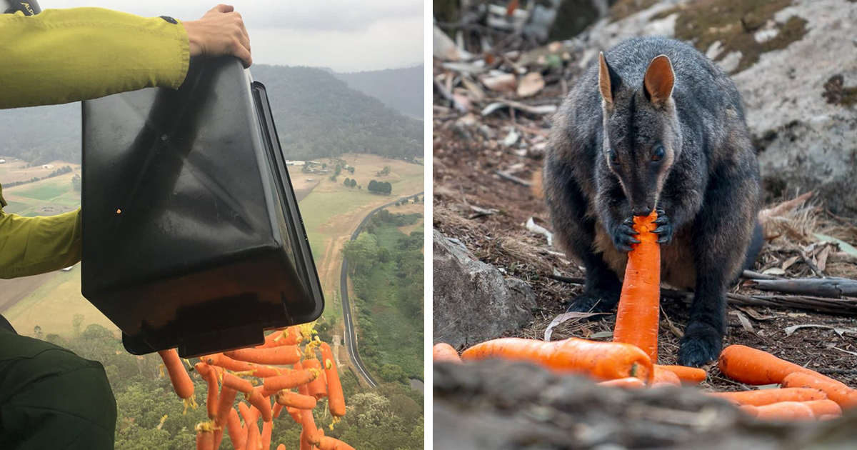 Australia Is Using Aircraft To Transport Vegetables And Food To Starving Animals Escaping From The Wildfires