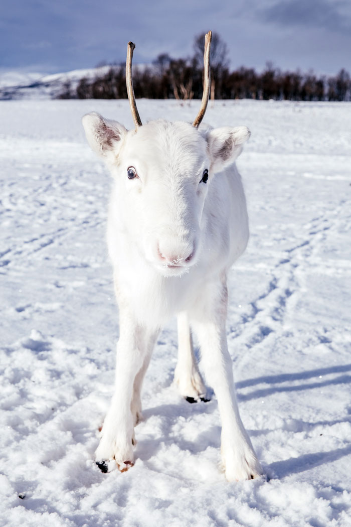 A Photographer Comes Across This Rare White Baby Reindeer And It Poses Before Him