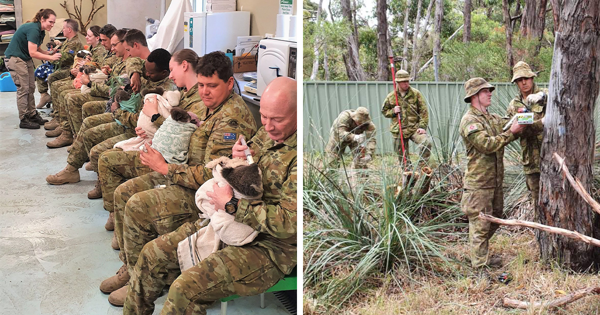 Australian Army Use Their Free Shifts To Cuddle Koalas