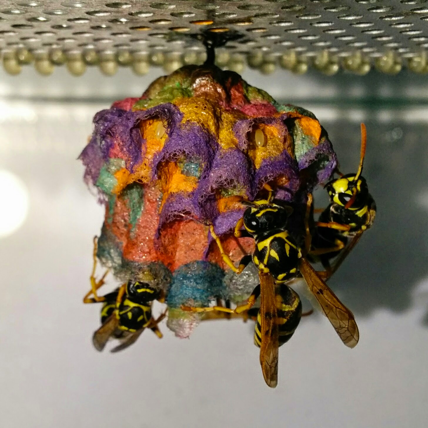 Wasp Colony Built A Rainbow Nest Out Of Colored Construction Papers